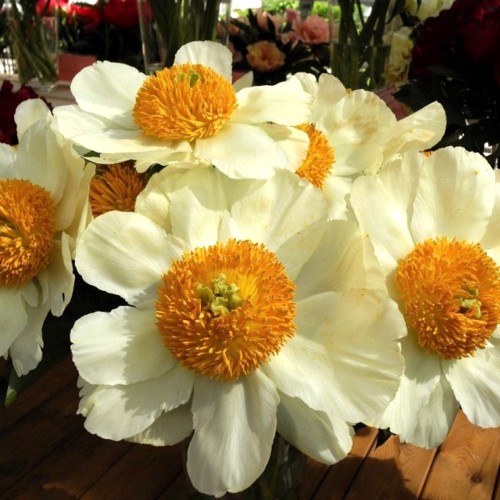 Paeonia 'Moonrise' - Pojeng 'Moonrise' 